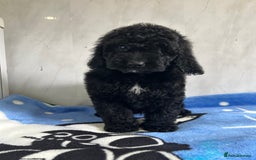 Cockapoo dogs for sale: Beautiful cockapoos - Advert 2