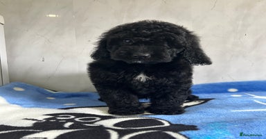 Cockapoo dogs - Advert 16