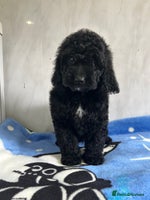 Cockapoo dogs - Advert 16