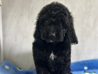 Cockapoo dogs - Advert 2