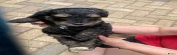 Cockapoo dogs for sale: F1b cockapoo 5 female 1 male - Advert 19