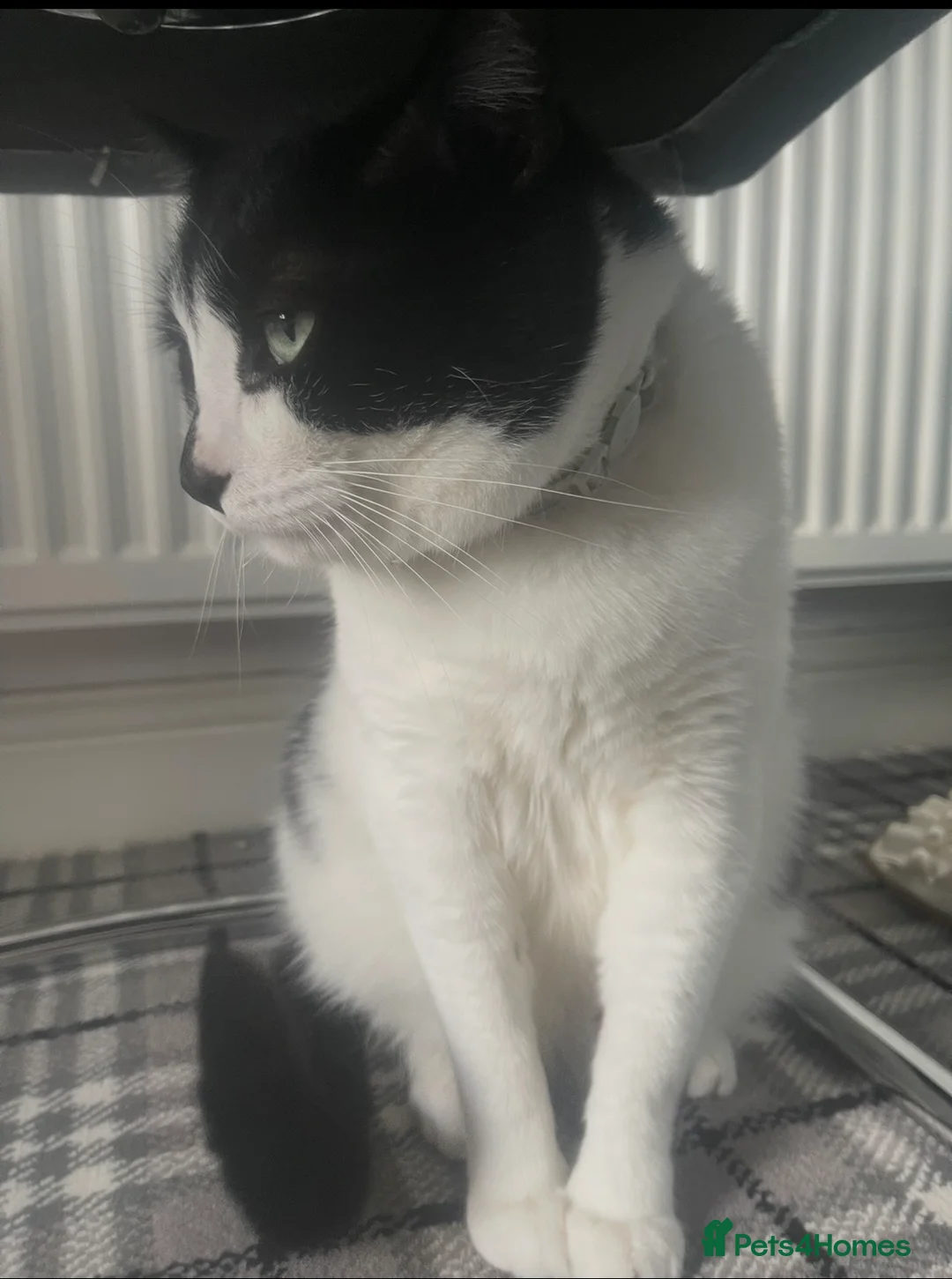 Domestic Shorthair cats for sale: Tyson  in Huddersfield - Advert 2