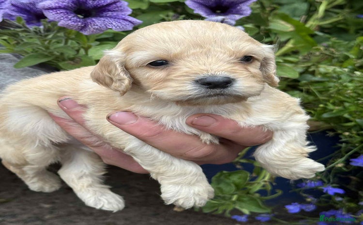 Cockapoo dogs - Advert 9