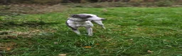 Whippet dogs for stud: Full cream kc and blue white parti kc for stud in Crook - Advert 2