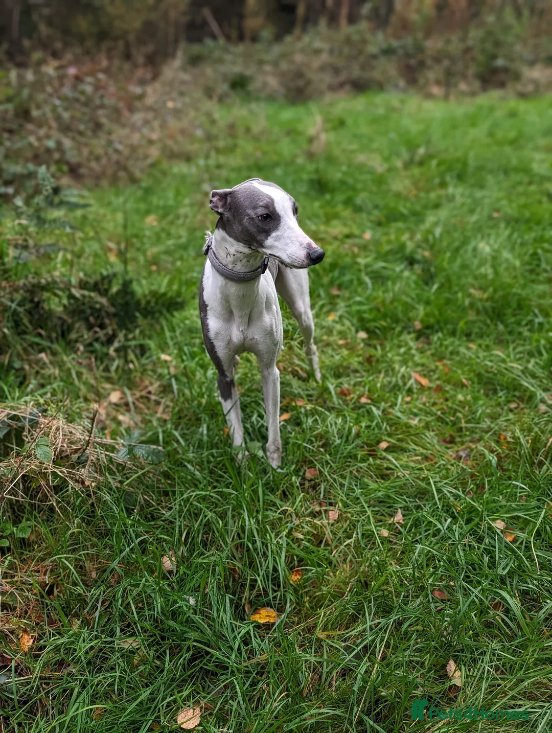 Whippet dogs for stud: Full cream kc and blue white parti kc for stud in Crook - Advert 2