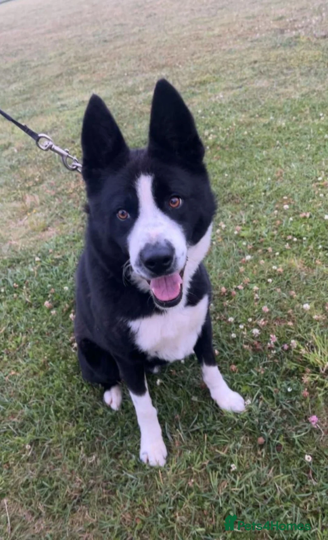 Border Collie dogs for sale: Border collie for sale female/male  in Rickmansworth - Advert 7