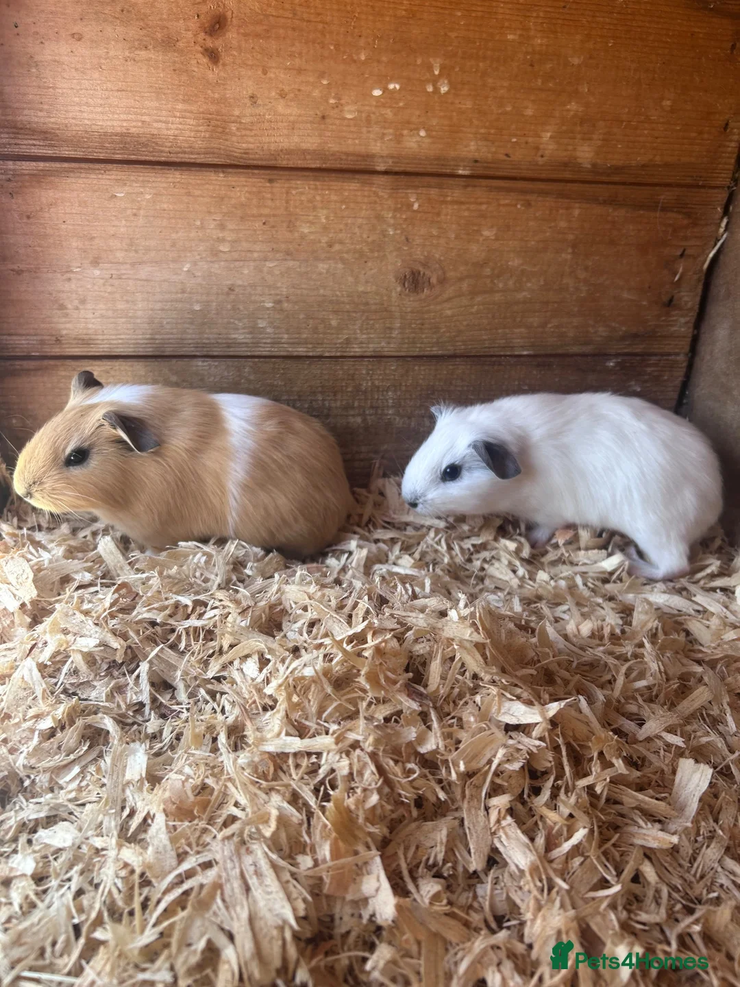 Guinea Pig rodents for sale: Baby guinea pigs  in Thetford - Advert 2