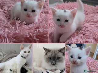 Mixed Breed cats Mixed kittens😻😽Ragdoll x domestic 🙀👌 - Advert 11