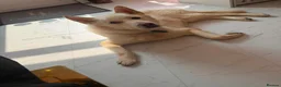 Mixed Breed dogs for adoption: 💙🐶 MOON – FROM A LOST DOG WITH NOWHERE TO GO... - Advert 11