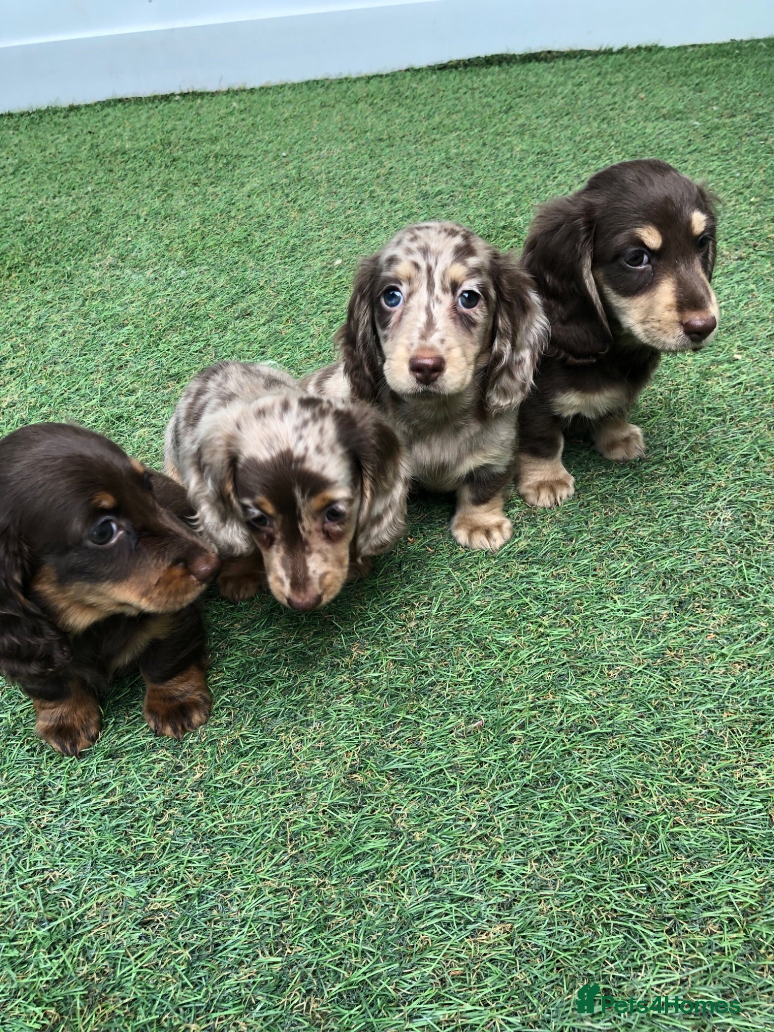 Miniature Dachshund dogs Miniature Longhaired dachshund puppy’s - Advert 1