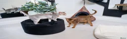 Abyssinian cats for sale: Super Cuddling Boy Champion Line 🏆 Silver Black - Advert 17