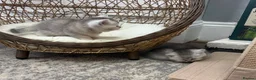 British Shorthair cats for sale: British shorthair kittens  - Advert 8