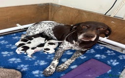German Shorthaired Pointer dogs for sale: Gorgeous litter of German Shorthair puppies - Image 24