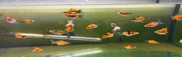 Fancy Goldfish fish for sale: Ryukin fry for sale  - Advert 2