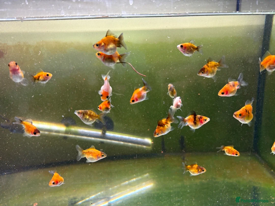 Fancy Goldfish fish for sale: Ryukin fry for sale  - Advert 2