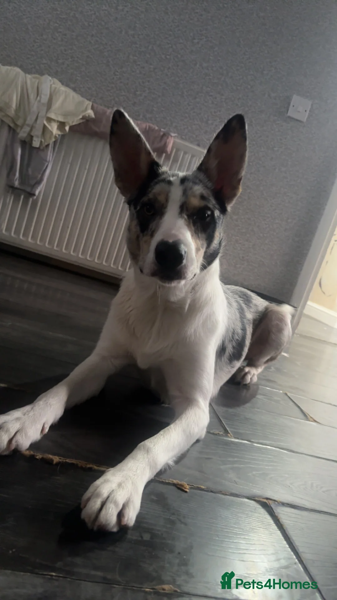 Mixed Breed dogs for sale:  Merle border collie  - Advert 2