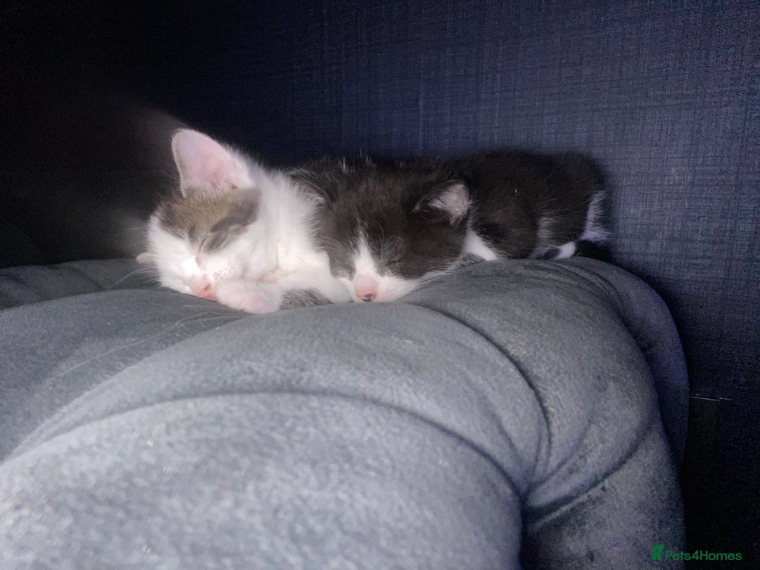 Mixed Breed cats for sale: 2 beautiful kittens  - Advert 13