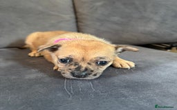 Mixed Breed dogs for sale: 5 x French Pomerdogs - Image 16
