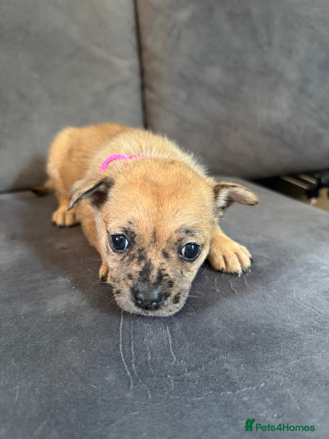 Mixed Breed dogs for sale: 5 x French Pomerdogs - Image 16