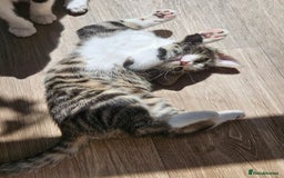 Mixed Breed cats for sale: 3 beautiful girl kittens ready now  - Image 5