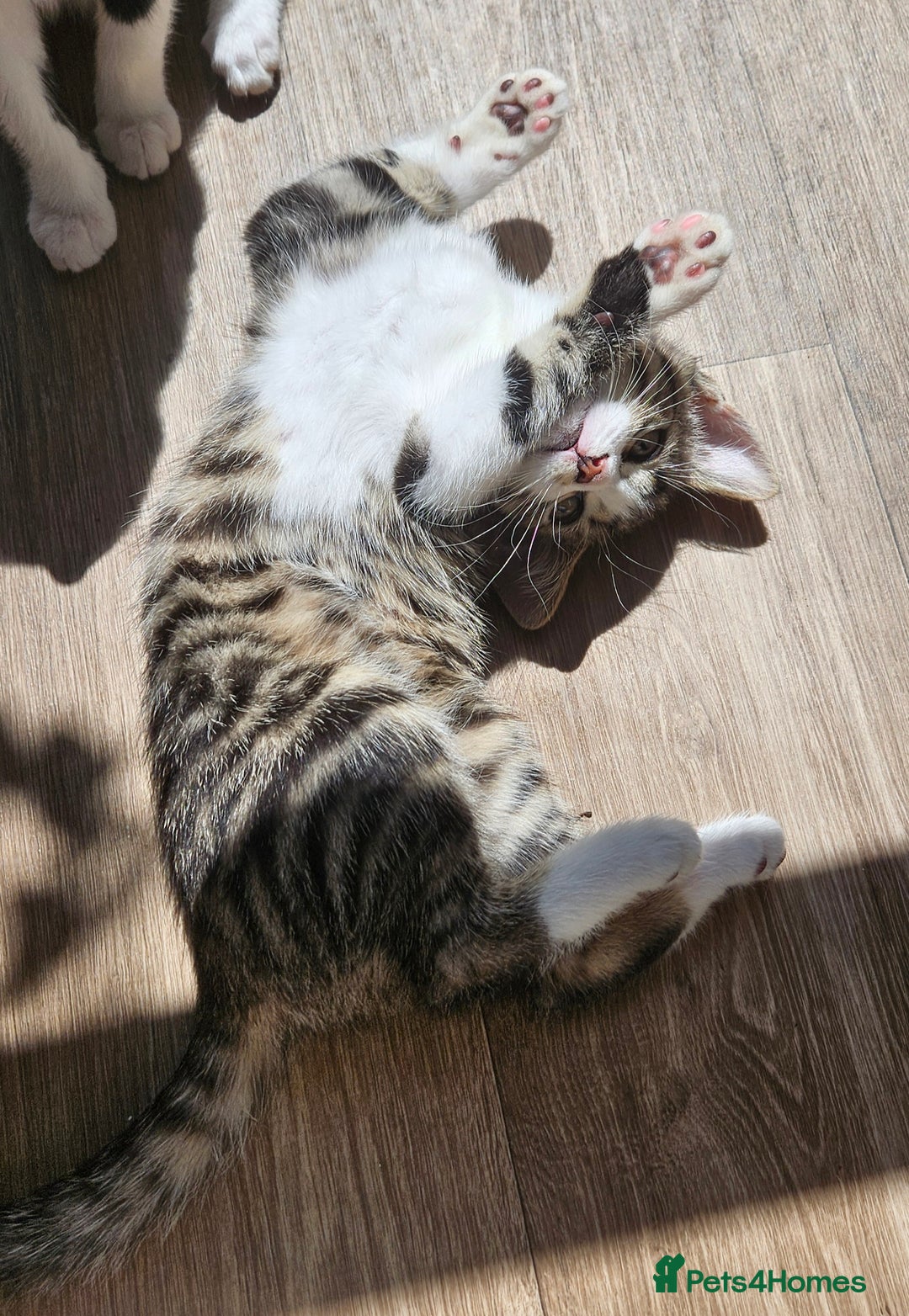 Mixed Breed cats for sale: 3 beautiful girl kittens ready now  - Image 5