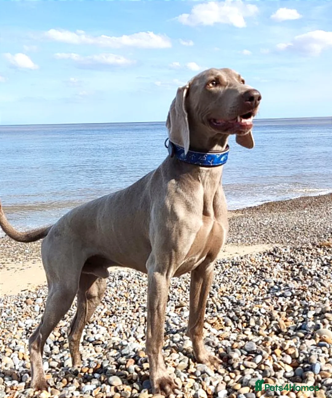 Weimaraner dogs for stud:  KC reg health tested Hipscored stud in Woodbridge - Advert 38
