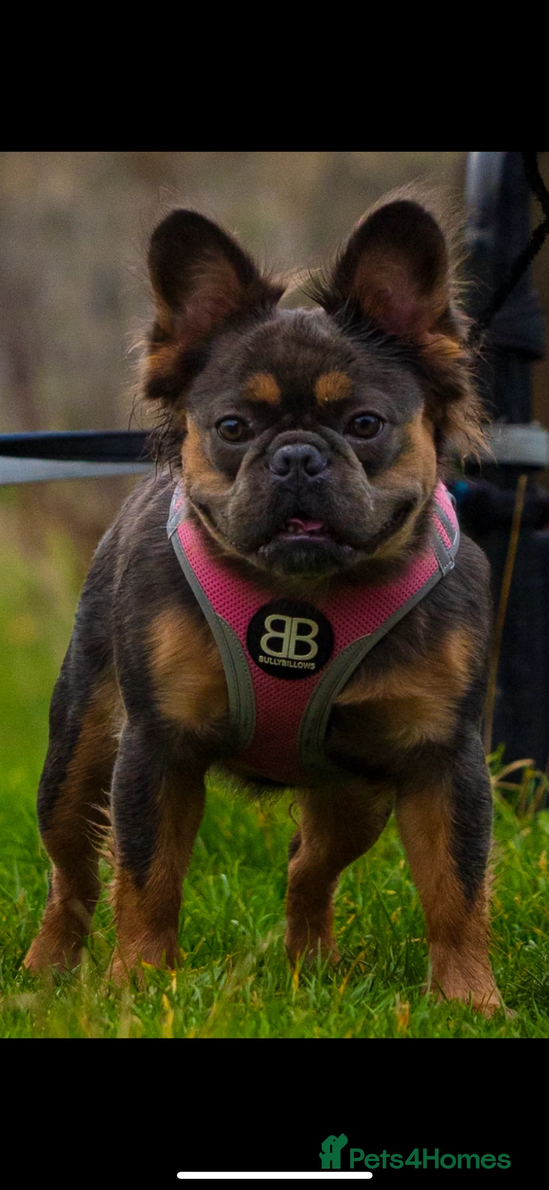 French Bulldog dogs for sale: Top quality fluffy Frenchbulldogs - Advert 2