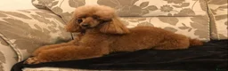 Miniature Poodle dogs for sale: KC Reg Miniature Poodles - Advert 3