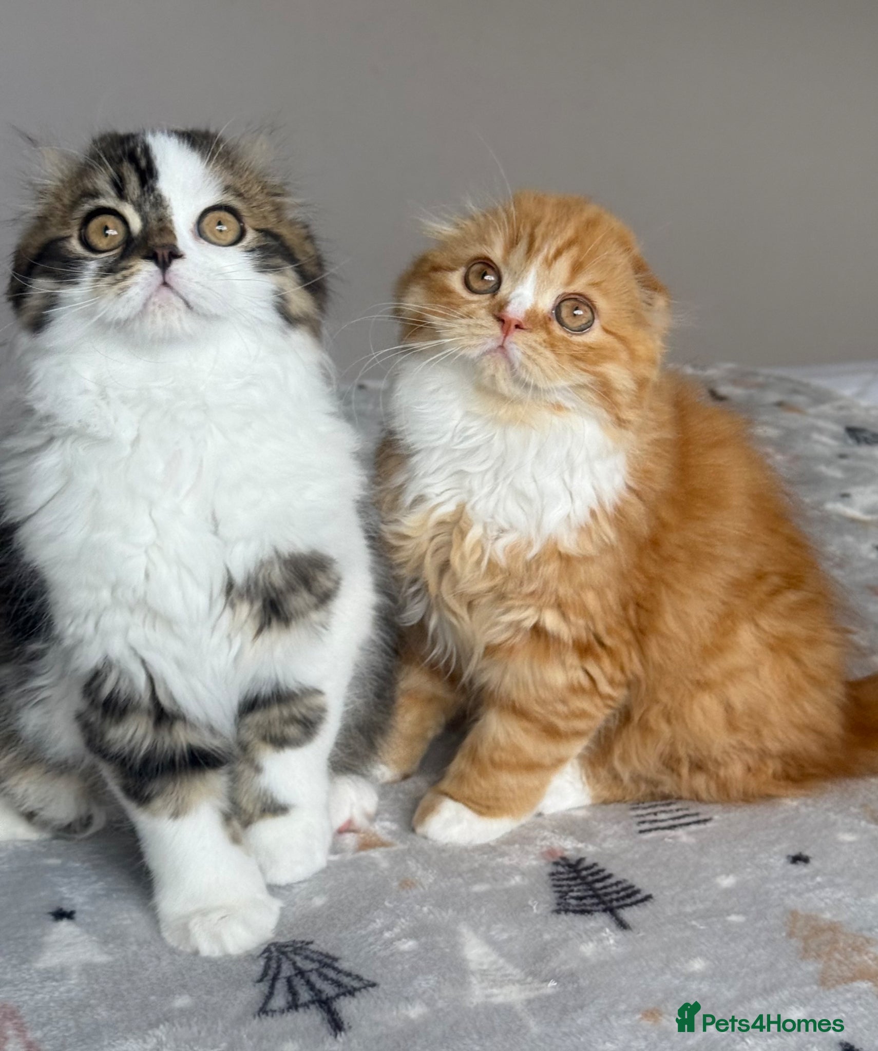 Scottish Fold cats Scottish Fold TICA registered - Advert 2
