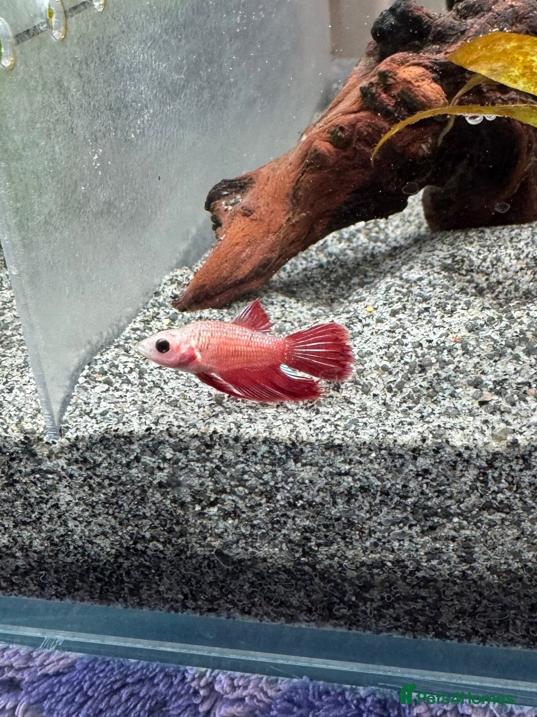 Bettas fish for sale: Male and female bettas for sale - Advert 9