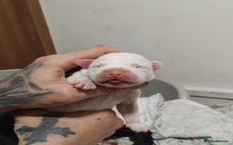 Mixed Breed dogs for sale: Staffordshire bull terrier cross - Advert 3