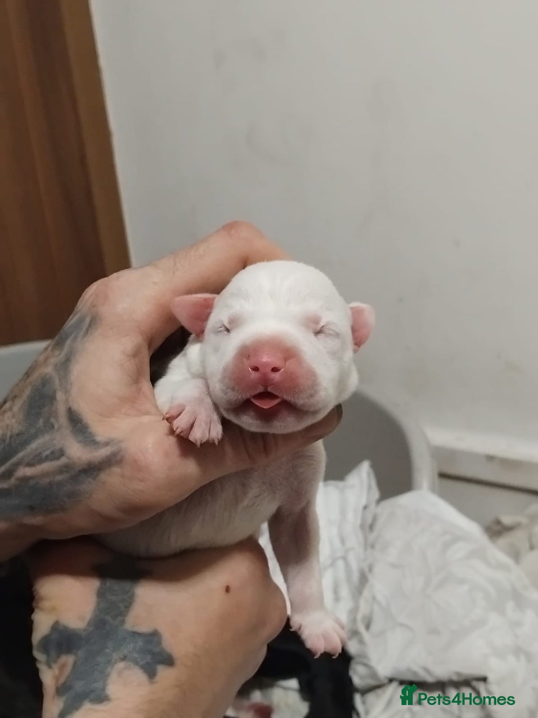 Mixed Breed dogs for sale: Staffordshire bull terrier cross - Advert 3