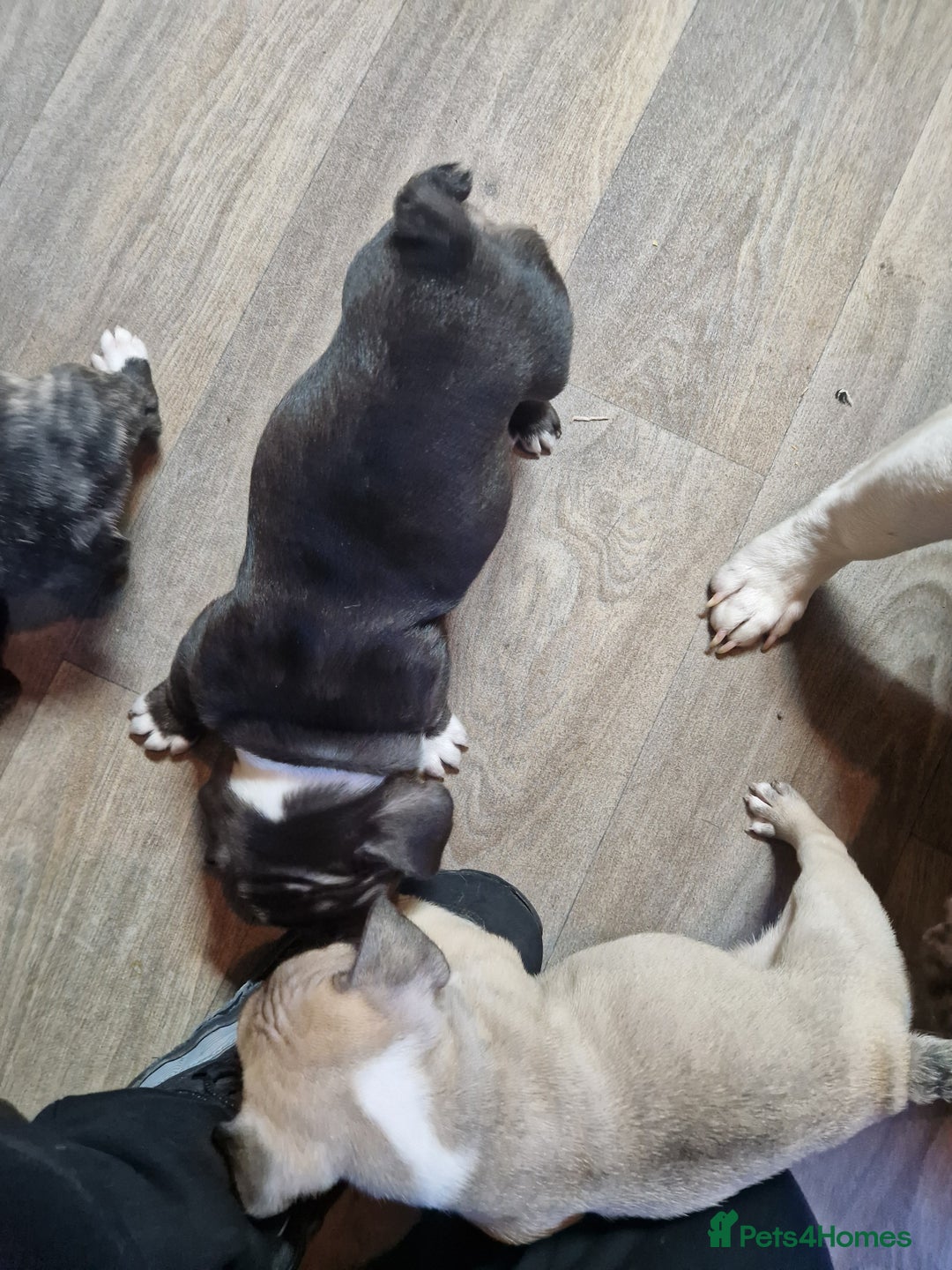 French Bulldog dogs for sale: Kc registered frenchbulldog puppies  - Advert 15