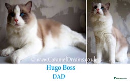 Ragdoll cats for sale: Stunning Adult Ragdoll and Kittens available!  - Image 4