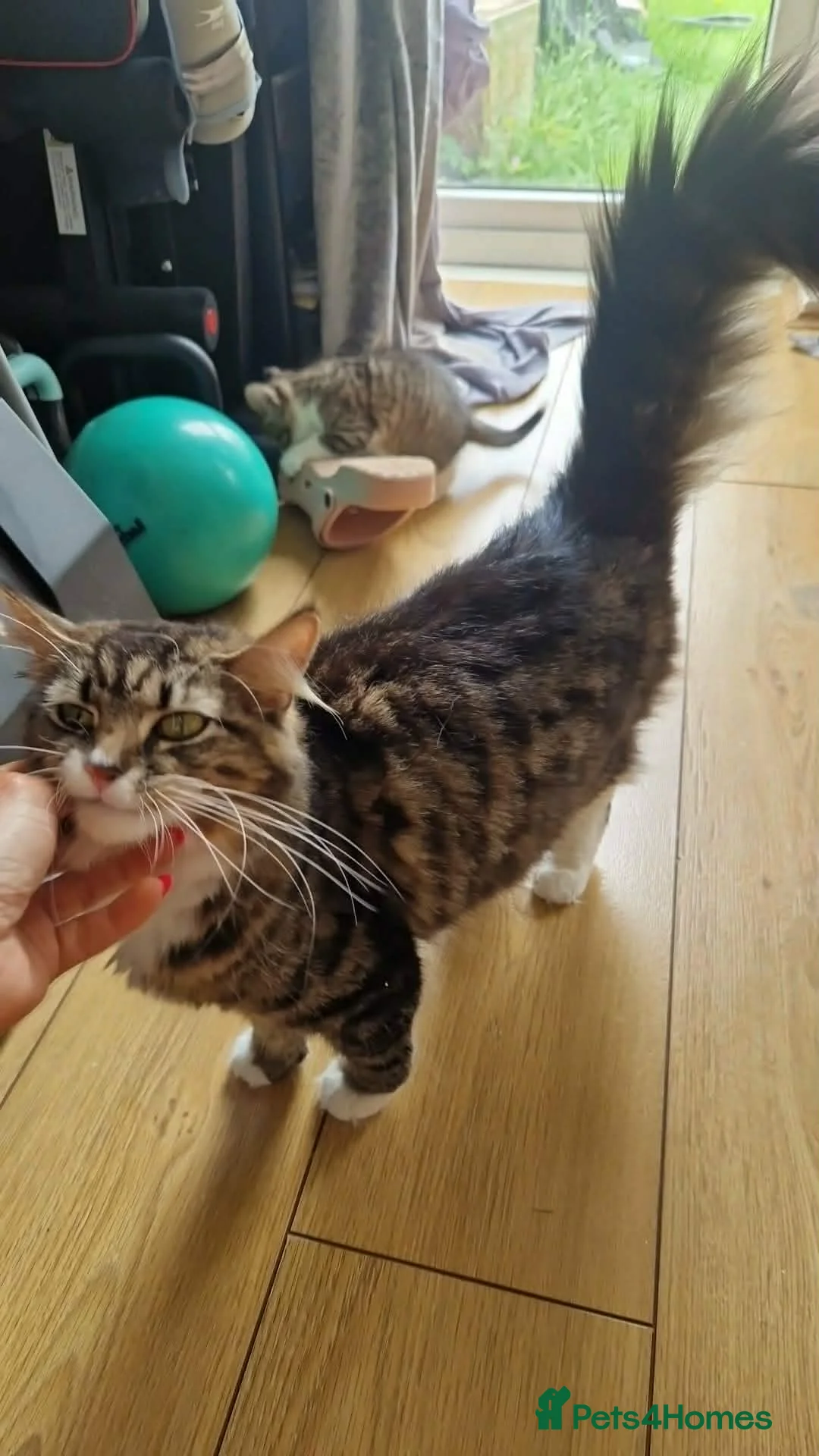 Mixed Breed cats for sale: Beautiful kittens  in Edenbridge - Advert 2