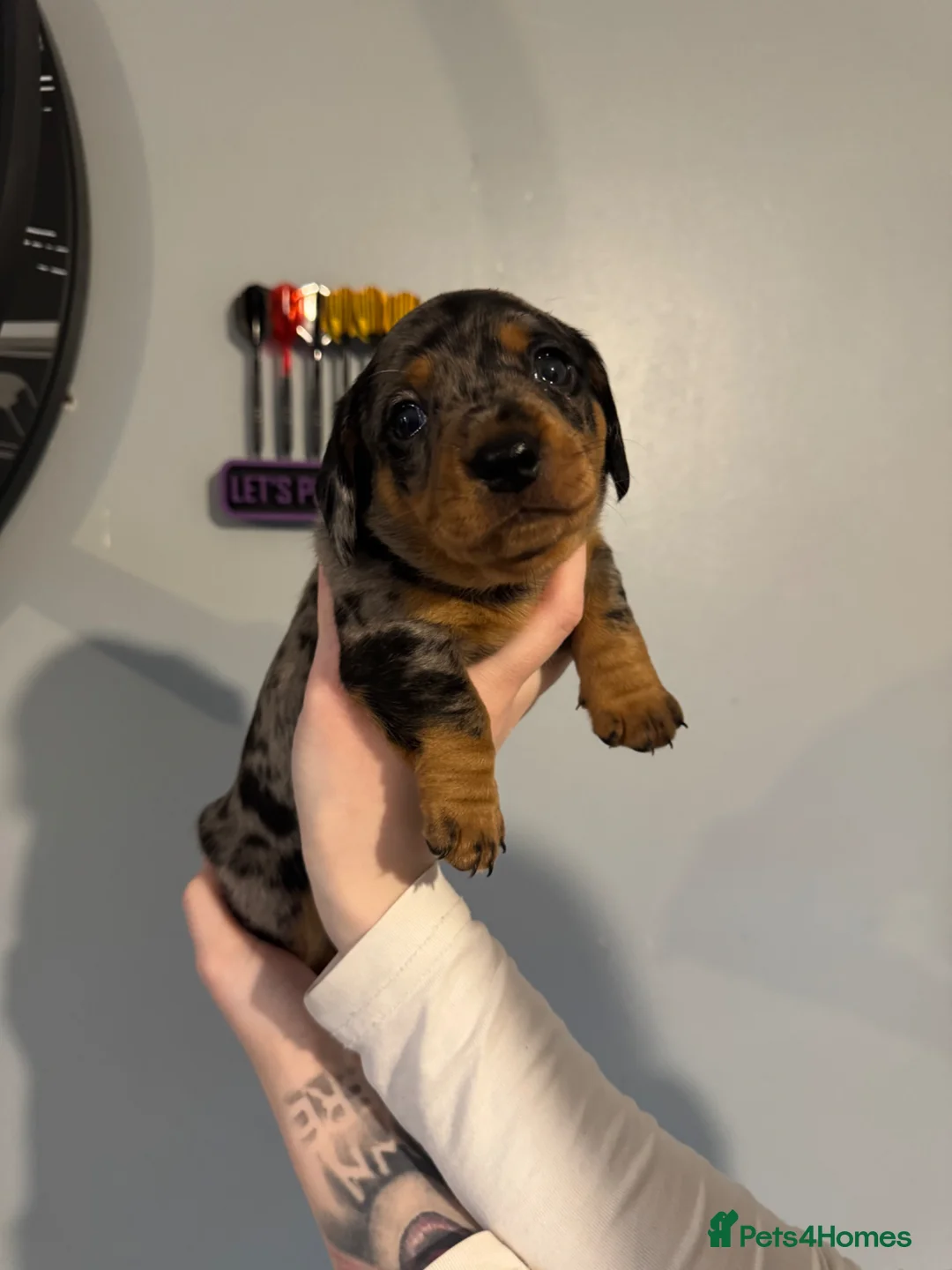 Miniature Dachshund dogs for sale: Miniature Dachshund Puppies - Advert 7