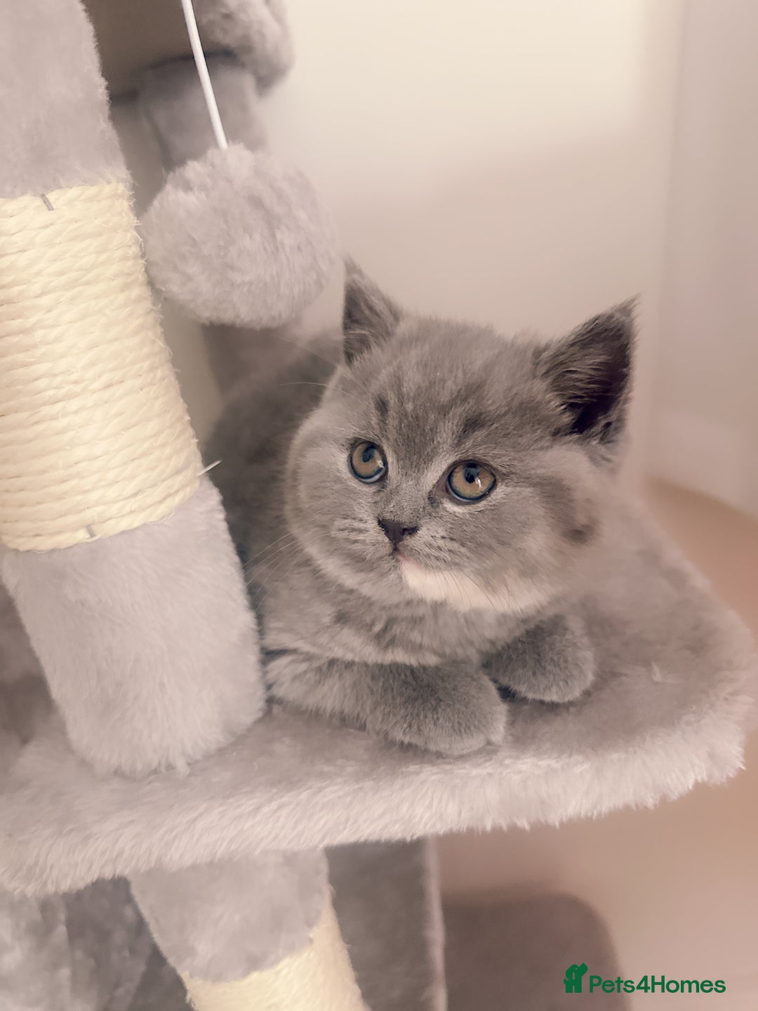 British Shorthair cats for sale: 2 female British short hair - Advert 22