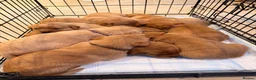 Labrador Retriever dogs for sale: Fox Red Labrador Pups – Raised with kids, Herts - Advert 12