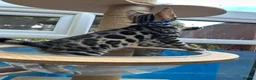 Bengal cats for sale: ❤️ Gorgeous Pure Bengal Babies! ❤️ - Advert 18