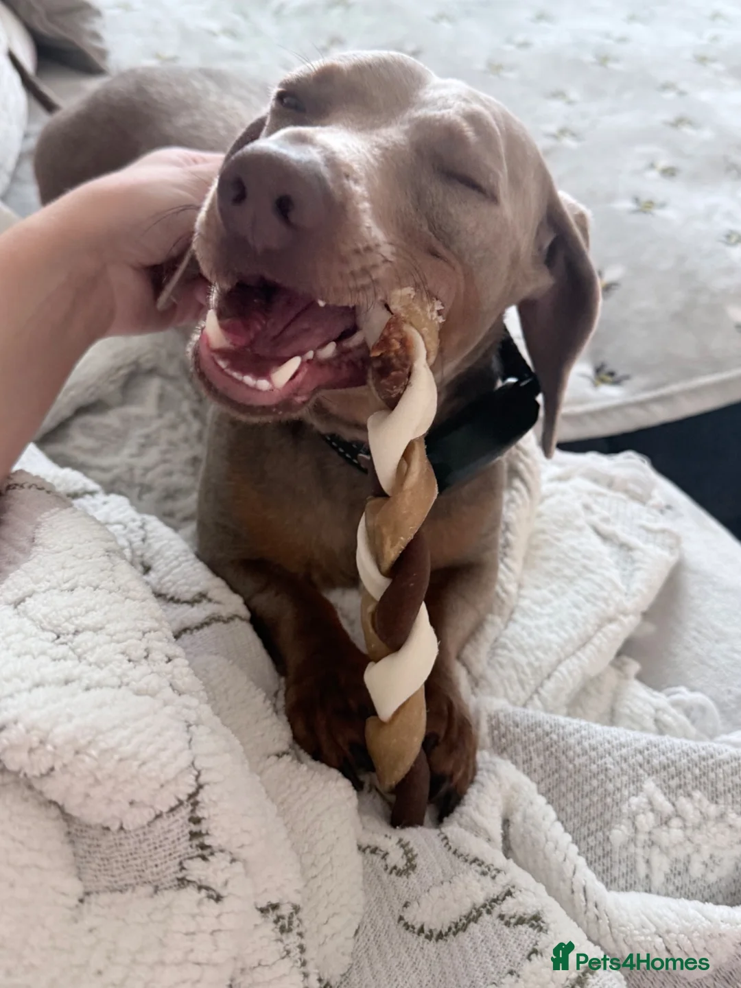 Dachshund dogs for sale: Mini Milo - Advert 1