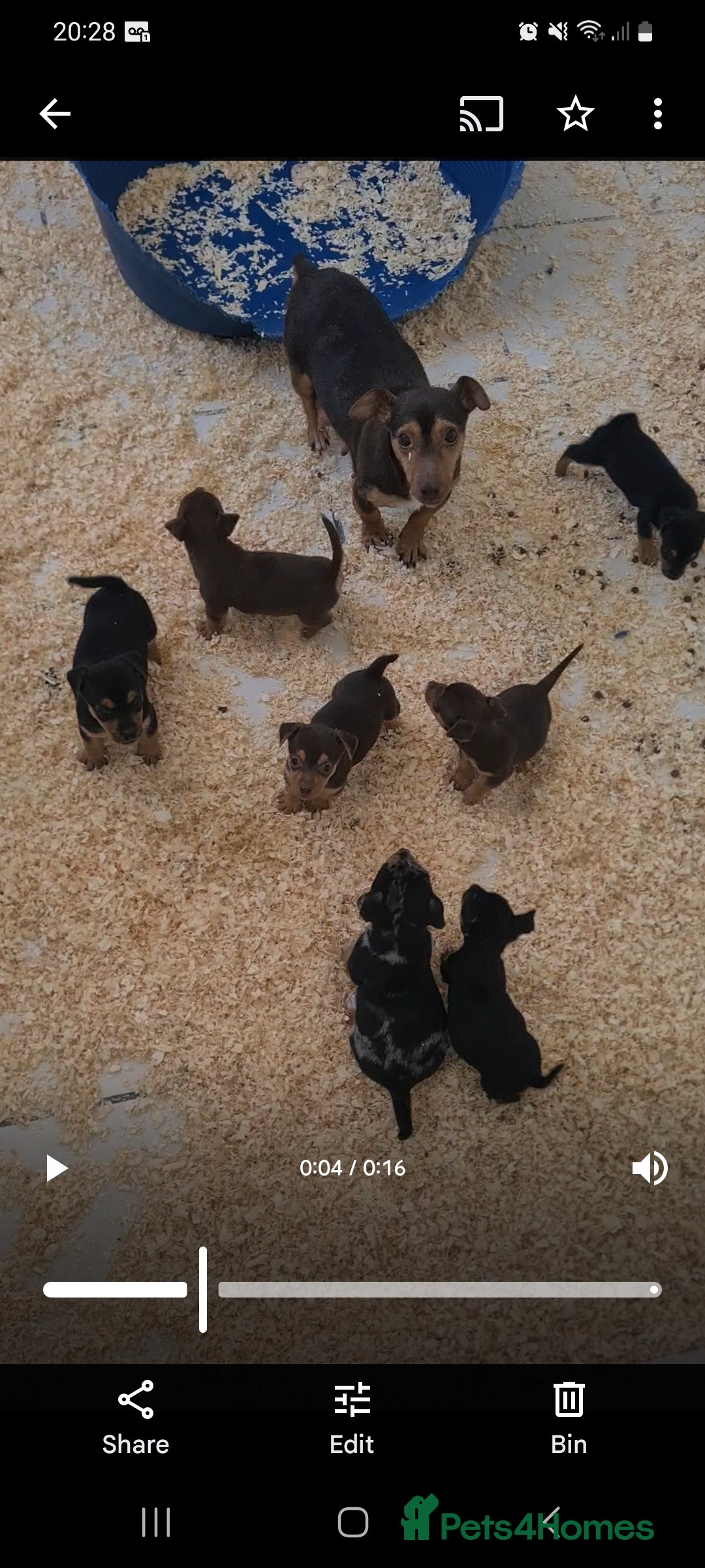 Jack Russell dogs for sale: Jack russell puppies  - Image 6