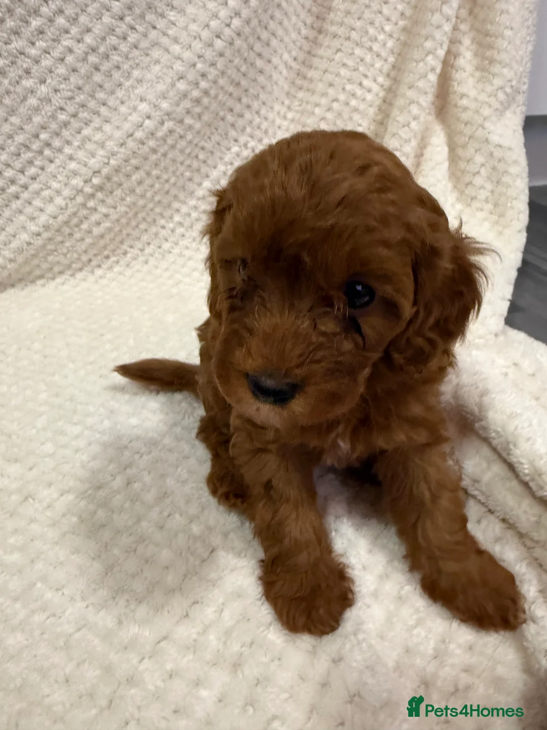 Cavapoo dogs for sale: FB1 Cavapoo - Advert 6