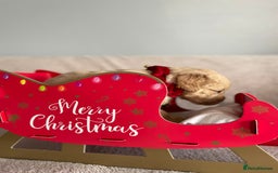 Golden Retriever dogs for sale: Rare & wonderful petite golden retrievers - Image 23