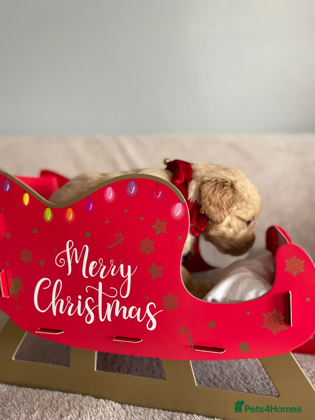 Golden Retriever dogs for sale: Rare & wonderful petite golden retrievers - Image 23