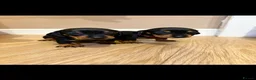 Dachshund dogs for sale: Dachshund Puppies - Ready to reserve - Advert 2