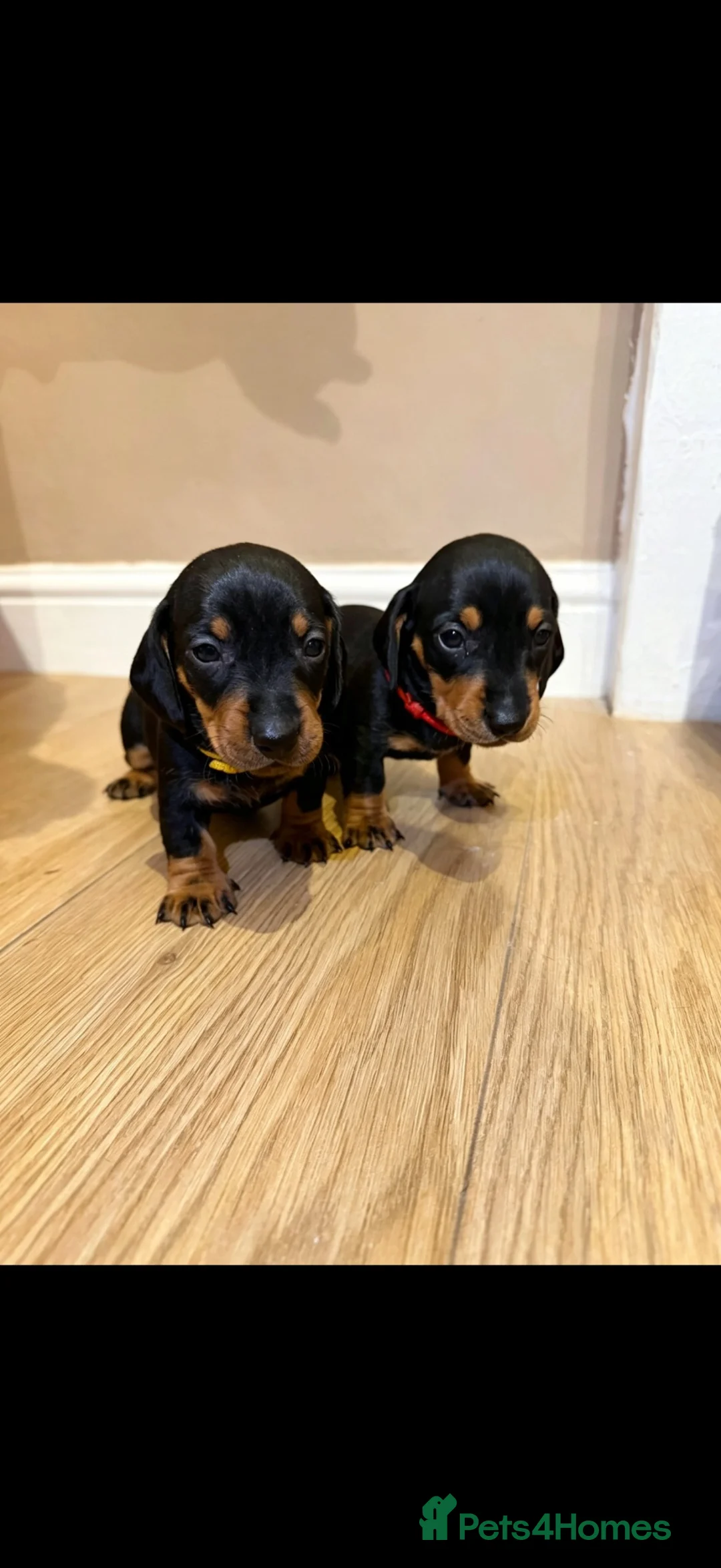 Dachshund dogs for sale: Dachshund Puppies - Ready to reserve - Advert 2