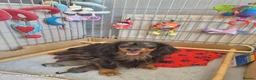 Miniature Dachshund dogs for sale: 🌟 Miniature LH Dachshund Puppies 🌟  - Advert 31