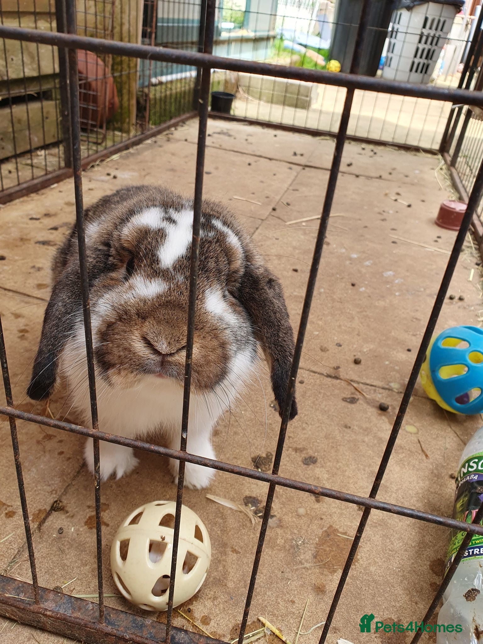 Mini Lop rabbits 5yr old Spayed rabbit for adoption, vac Rhd2 - Advert 1