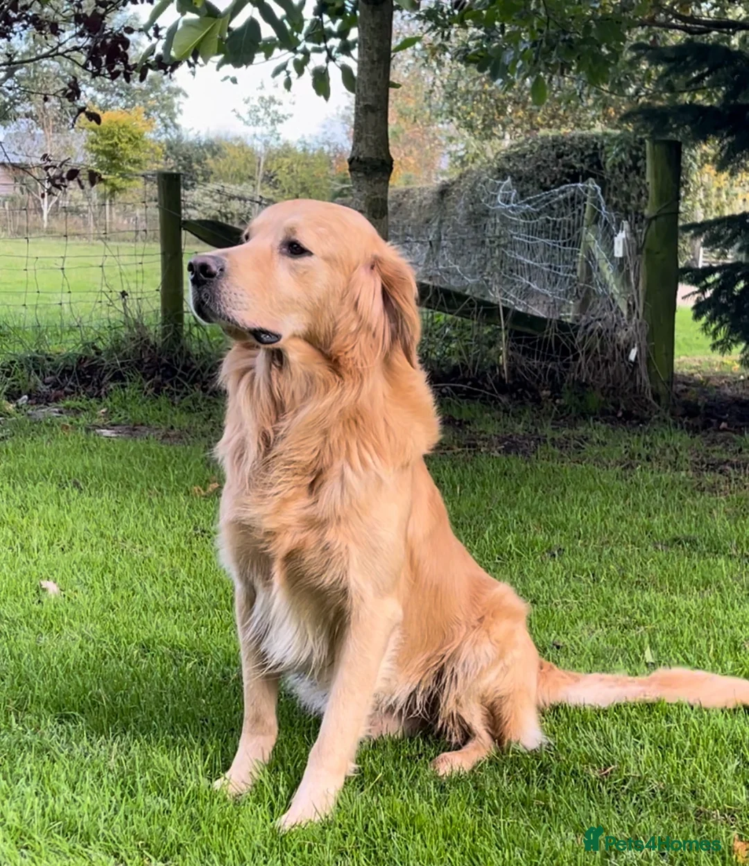 Mixed Breed dogs for sale: Golden Retriever X German Shepherd puppies - Advert 4