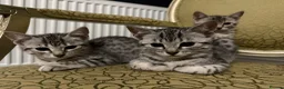 Egyptian Mau cats for sale: Egyptian Mau cutest kittens. Ready NOW - Advert 9